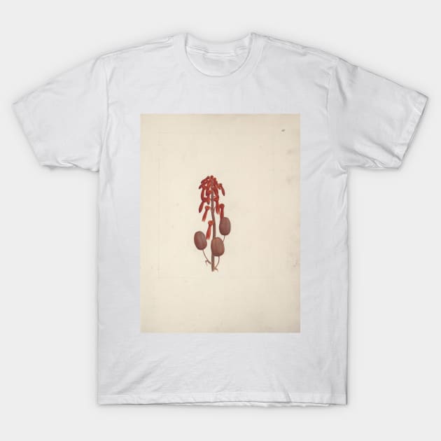 Aloe macrocarpa Todaro (Aloe) by Luigi Balugani T-Shirt by Classic Art Stall